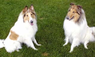 Calli-Lassie.jpg