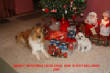 ChristmasCollies/Abbypic-640.jpg