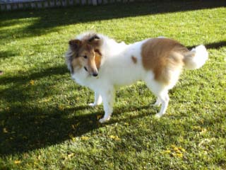 Lassie7.jpg